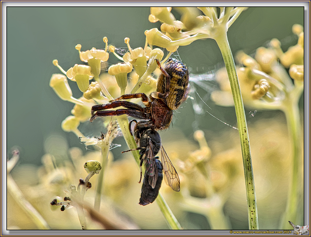 Synema globosum